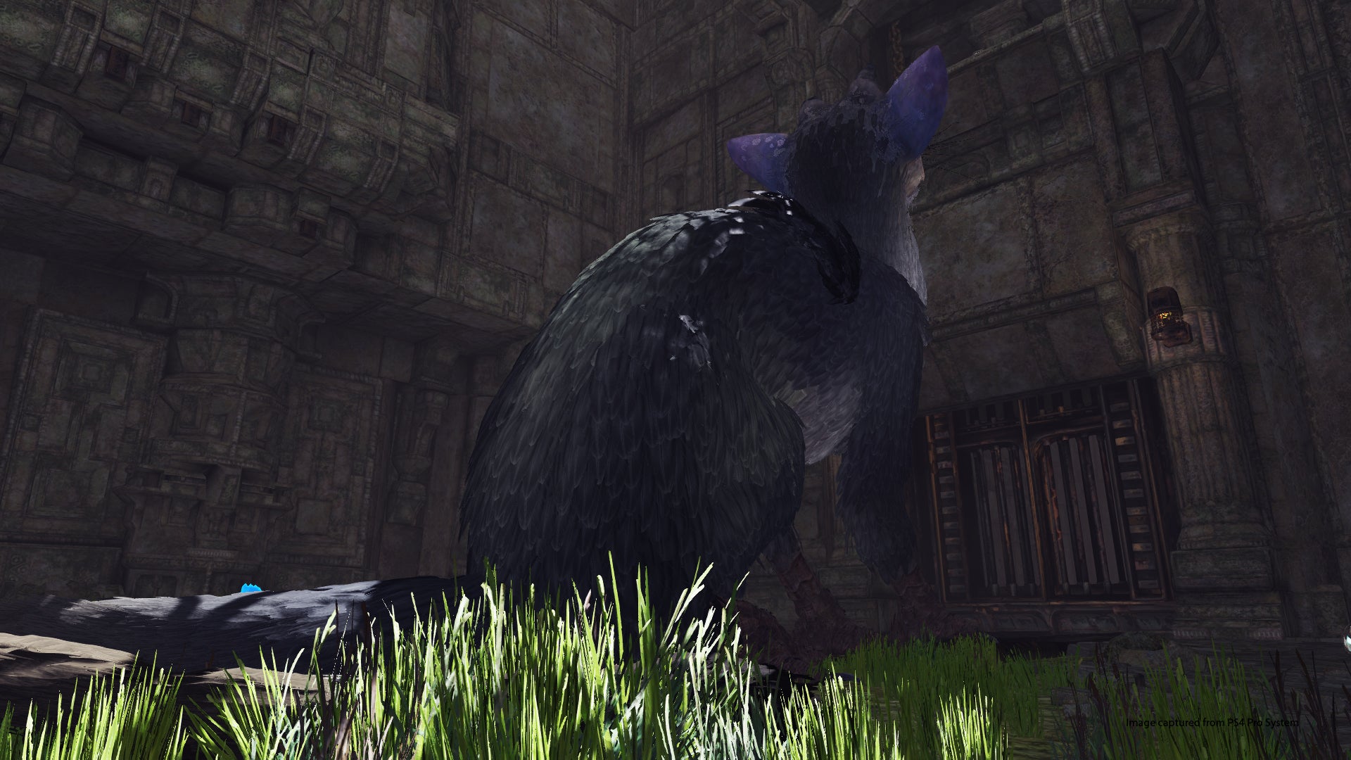 The Last Guardian