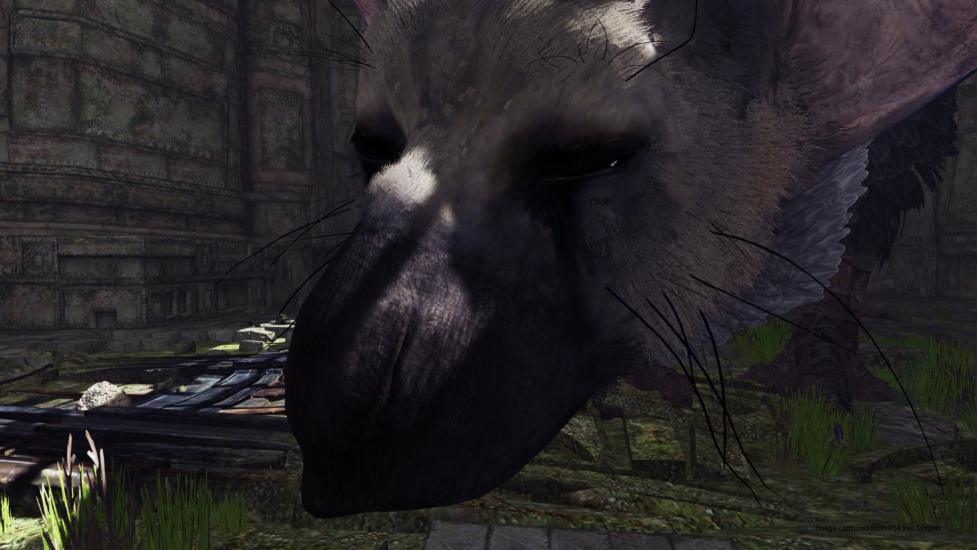 The Last Guardian